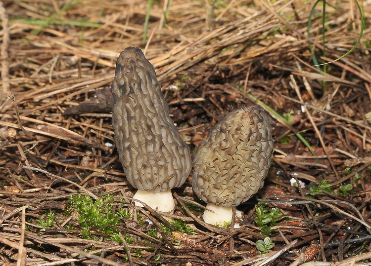 Morchella sp. -  Escursione